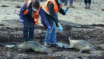 Rehabilitated seals returned to the wild in rare triple release
