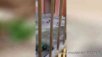 Topi e sporcizia a Palazzo Solmi, un pezzo di storia di Modena nel degrado. VIDEO - modenaindiretta.it