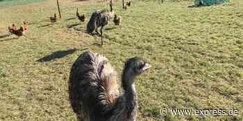 Alfter: Emus Ernie und Bert sind die „Hühner-Security“ aus Alfter - Express.de