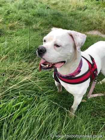 Could you give these abandoned pets a new home?