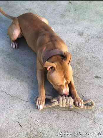 Brandy the dog saved from death row