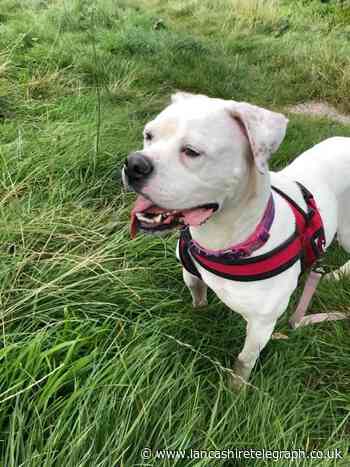 Could you give these abandoned pets a new home?