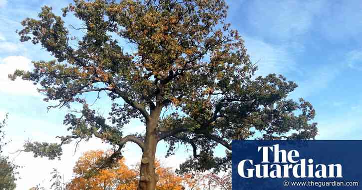 Tree of the week: ‘They say this oak was used for hangings’