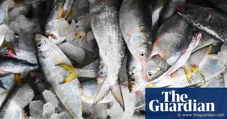 ‘We do not get a chance at happiness’: the Bangladeshi fishermen caught by debt