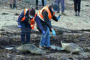 Rehabilitated seals returned to the wild in rare triple release - St Helens Star