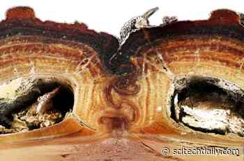 Scientists Discover Design Secrets of Nearly Indestructible Insect That Can Survive Being Run Over by a Car