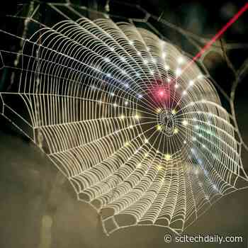 Innovation Spins Spider Web Architecture Into 3D Biomedical Imaging Technology
