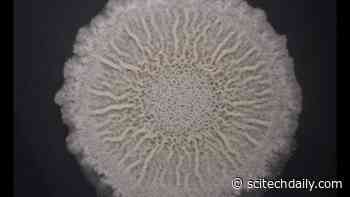 Evolution Discovery: No Social Distancing at the Beginning of Life