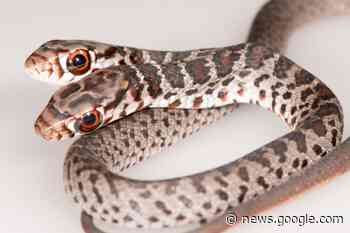 Rare, 2-headed snake discovered by Florida house cat - Live Science