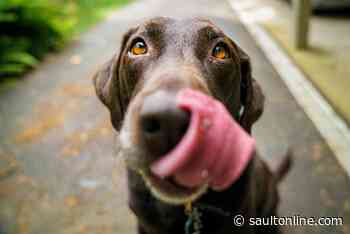 Niagara-area dog tests positive for COVID-19 but most pets are still safe