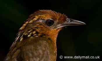 Musician Wren is fading from the Amazon rainforest, study says 