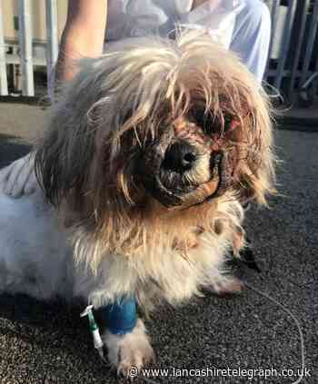 Dog found in Ramsbottom cemetery with 'eye popping out'