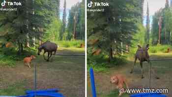 Moose Goes Toe-to-Toe with Chill Dog in Alaska Encounter