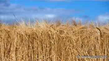 'From barley to bar': AB InBev pilots blockchain to boost transparency and traceability