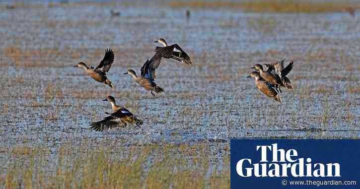 Thousands of waterbirds flock to Australia's Lake Cowal – in pictures