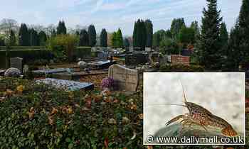 Self-cloning mutant crayfish are invading a Belgian cemetery