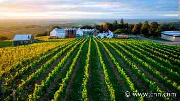 Thieves stripped a vineyard of grapes the night before harvest