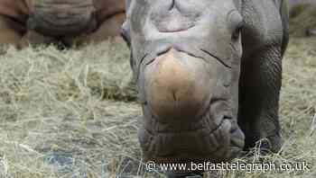 White rhino born at Disney World
