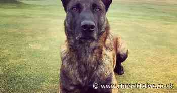 Heartbreak as 'amazing' Northumbria Police dog dies after cancer fight
