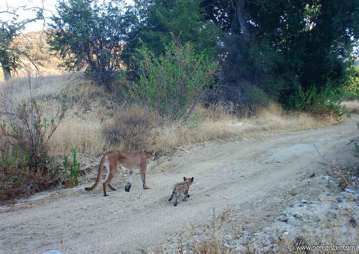 Temecula development scaled back to help mountain lions