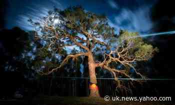 'Chainsaws tearing through my heart': sacred tree cut down to make way for Victorian highway