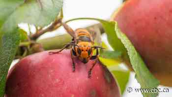 85 live 'murder hornets' captured from tree near Canada-U.S. border
