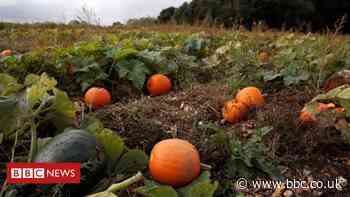 Ormskirk pumpkin farm forced to close after staff abused