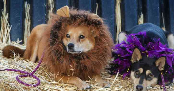 Costumed dogs bring the Halloween spirit to Wheeler Farm for Dog Days in the Maze