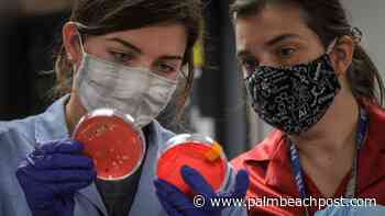 Syringes and medical waste found on Palm Beach used for research - Palm Beach Post