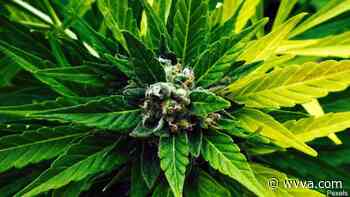 DWC asks Office of Medical Cannabis to prioritize Women and Minority-led businesses - WVVA TV