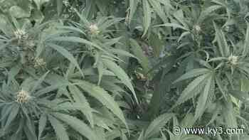 Investigation by Missouri health officials concludes batch of medical marijuana safe, despite complaint - KYTV