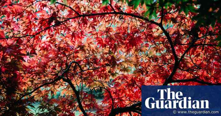 The meaning of leaf: an autumnal tour of England's arboretums
