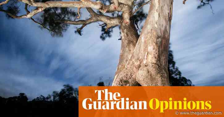 The destruction of a sacred tree on Djab Wurrung country has broken our hearts | Sissy Eileen Austin