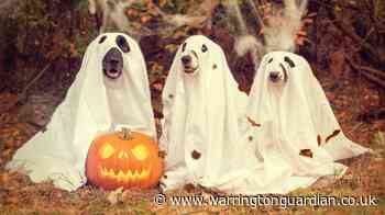 Get involved in the RSPCA Howl-o-Ween home pet show - Warrington Guardian