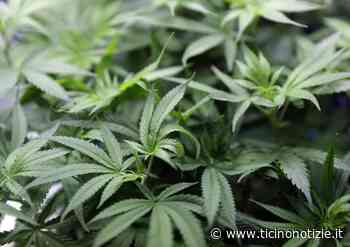 Binasco, 750 grammi di marijuana nell'auto: la Gdf arresta un 39enne - Ticino Notizie