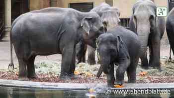 Tierpark: Törööö! Halloween-Überraschung für Hagenbecks Elefanten