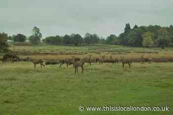 Dog owner due in court after deer attack in Richmond Park