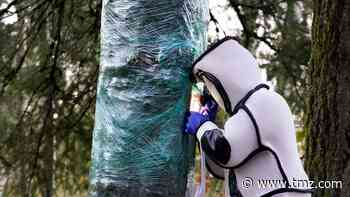 Queen of Vacuumed Murder Hornets' Nest Remains In Tree, Job Not Done