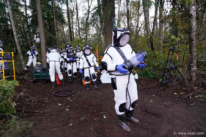 Scientists remove 98 'murder hornets' in Washington state