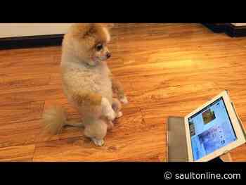 Funny Video of the Day: Dog Dance