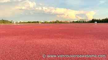 It's harvest time in BC's cranberry fields (photos, video) - Vancouver Is Awesome