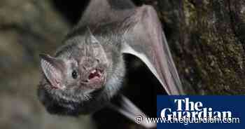 Dead clever: why vampire bats are the ultimate social-distancing experts