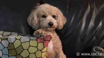 'A bit of a princess': Meet Maci, the 1st Canadian dog to test positive for COVID-19