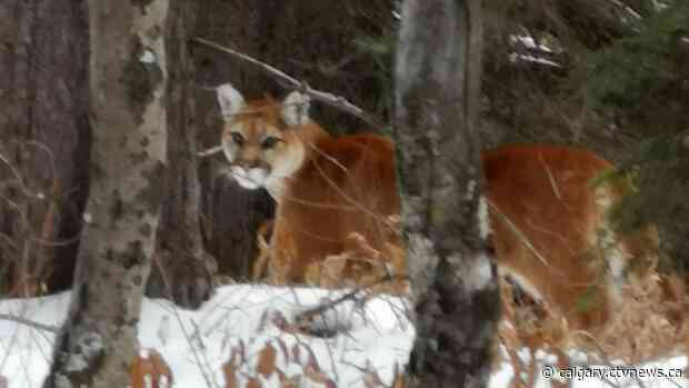 Cougar sighting prompts warning at Canmore Nordic Centre Provincial Park