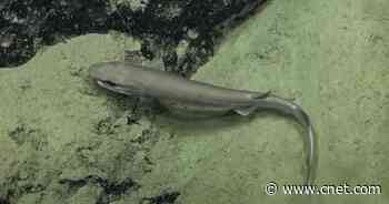 'One of the rarest species of shark in the world' captured in amazing video     - CNET