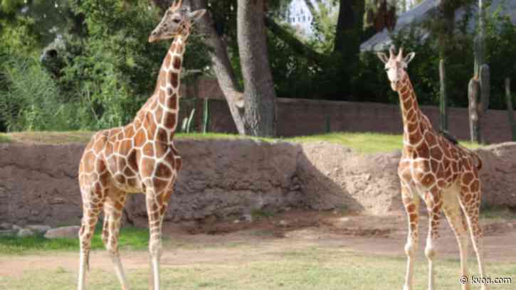 Reid Park Zoo welcomes two ‘snow giraffes’ to Tucson