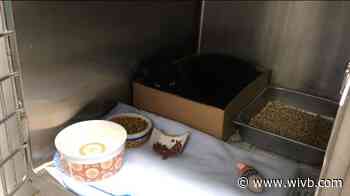 This National Black Cat Day, consider adopting a black feline friend