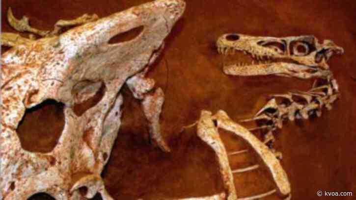 Tucson Gem and Mineral Show at TCC canceled due to COVID-19