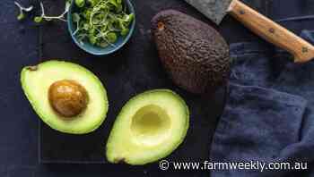 'Hass' the Delroy family created the perfect avocado?