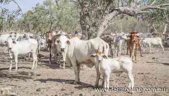 Claraville offered with 7000 cattle